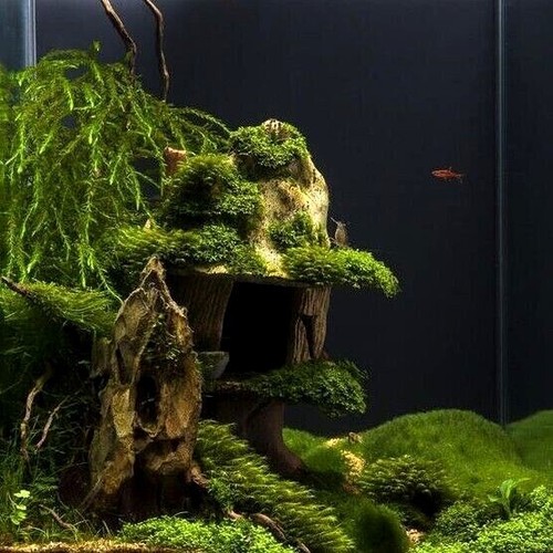 Java moss attached bog - bog, wood
