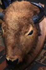 AMERICAN PLAINS BISON HEAD