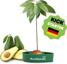Grow Your Own Avocado Tree Kit