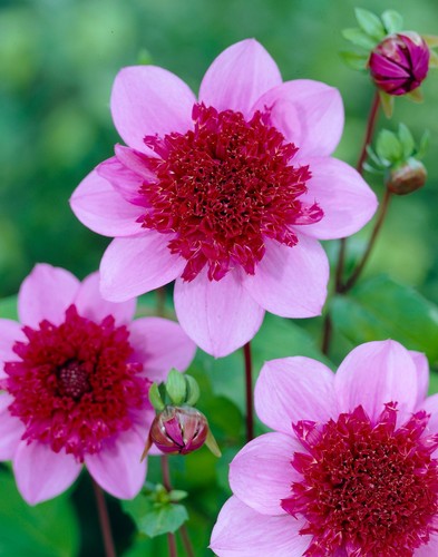 Dahlia blue bayou pot - bayou, 2l