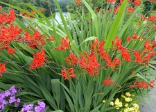 10x crocosmia red king - crocosmia, summer