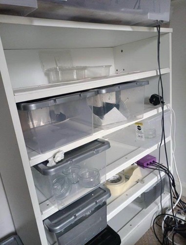 Reptile hatching rack