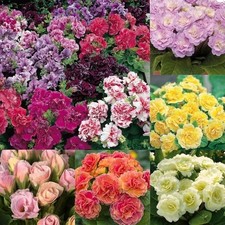 302 Mixed Perennial Primrose
