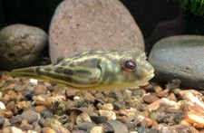 1 Live Juvenile Fahaka Puffer
