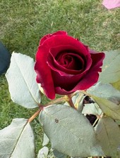 Hybrid Tea Rose Plant 'Deep Secret' Bare Root Rose