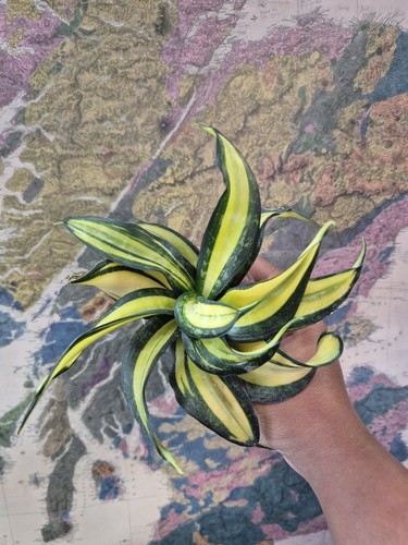 Sansevieria hahnii curly - sansevieria,
