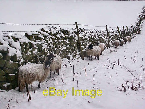 Photo 6x4 sheltering sheep - sheltering,