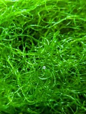 Chaetomorpha Refugium Algae