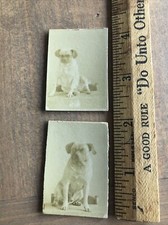 Antique Sepia Miniature Puggle Pug Dog Puppy Dog Photos Portraits X2 Adorable