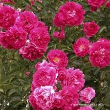 'Excelsa' - Rambling Rose FREE