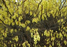 Corylopsis spicata in 9cm pot