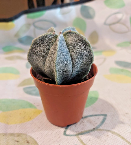 Bishop cap cactus white - bishop’s,