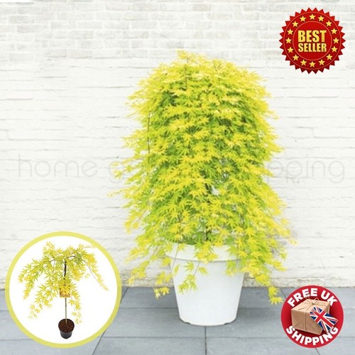 Acer palmatum cascade - acer, citrine