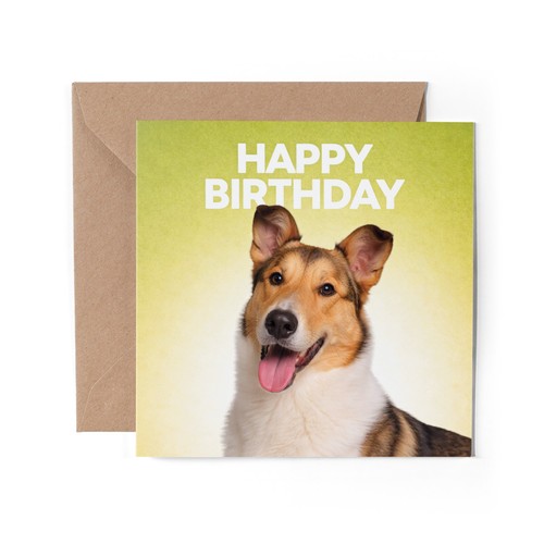 Smooth collie greeting - x,