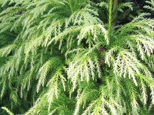 35 x Japanese Cedar tree seeds, Sugi (cryptomeria japonica) tree seeds..