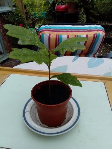 Oak tree sapling 1 - oak, free