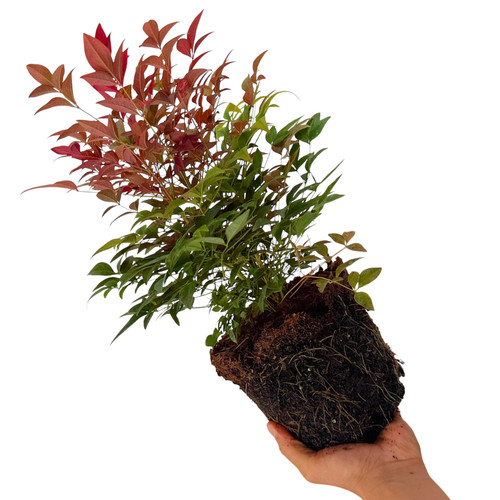 Hardy nandina obsessed - hardy,