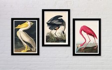 Set of 3 Vintage Bird Art