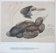 Tunnicliffe Cormorant Bird Sketch Vintage 1979 Art Print Plate 24 X 25.5cm