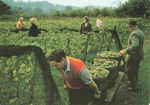 Hambledon vineyard the time - hambledon,