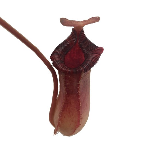 Nepenthes briggsiana lowii - nepenthes, (lowii