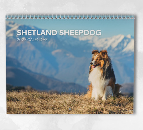 Shetland sheepdog calendar - sheepdog,