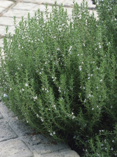 Winter savory herb plant - winter,
