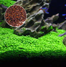 100+ Seeds Fish Tank Aquarium Plant Aquatic Water Grass Leaf ?UK  Tracked 48?