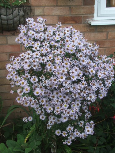 Three white michaelmas daisy - three,