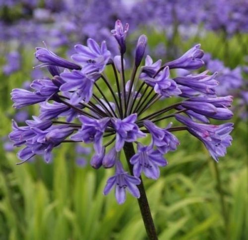 Agapanthus blue good - ,
