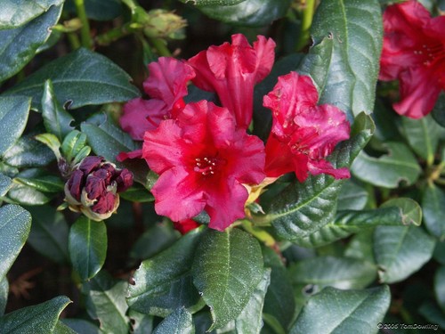 Dwarf rhododendron baden - dwarf,