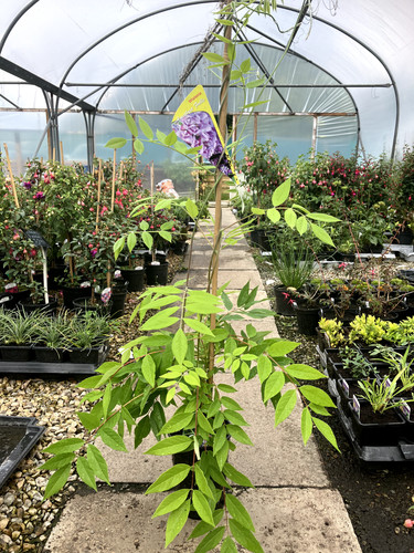 Wisteria plant climber - wisteria,