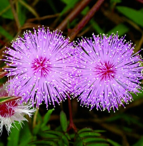 Mimosa flower seeds - mimosa, 100+