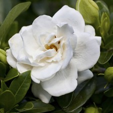 Flowering Shrub, Gardenia Crown Jewel, Hardy Scented White Blooms, 9cm Potted