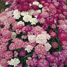 FLOWER - CANDYTUFT IBERIS
