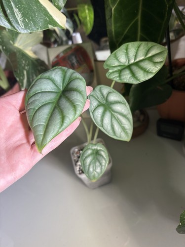 Silver dragon alocasia - dragon,