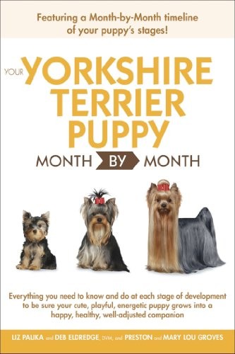 Your yorkshire terrier - terrier, puppy