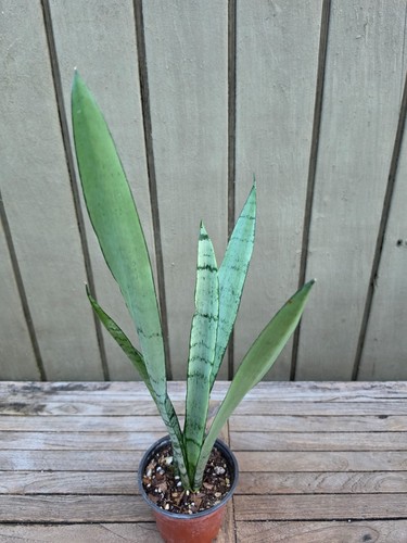 Sansevieria zeylanica - sansevieria,