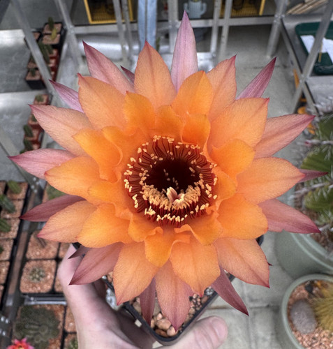 Last one large - last, flowered