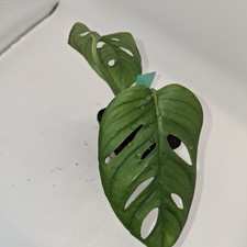 Monstera Monkey Mask –