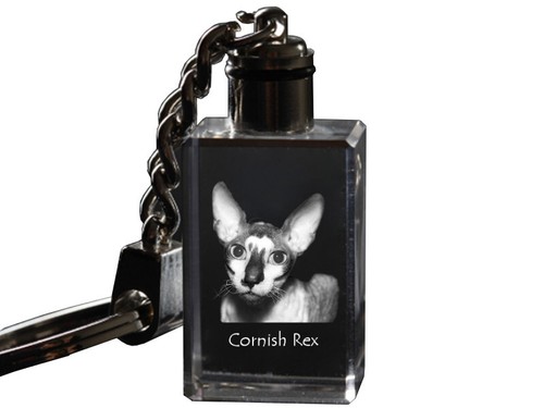 Cornish rex wall clock - wall, with