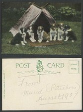 Dogs Puppies, Camping Out 1907 Old Colour Postcard Tent, Dog Puppy, Pets Animals