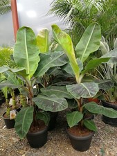 5ft Musa Acuminata Banana . Premium Quality.  Delivered With Foliage ! 