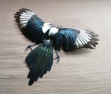 Pair of salt dried Magpie