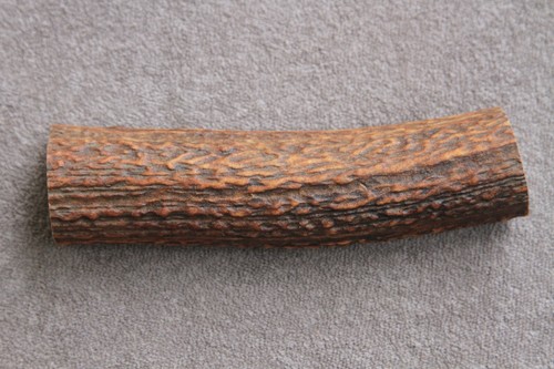 Real red deer antler - antler, section