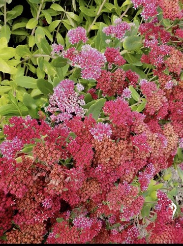 Sedum spectabile bare root - spectabile,