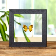 African golden arab butterfly - african,
