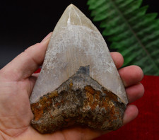 LOVELY BIG! 5.1"  GENUINE  MEGALODON SHARK TOOTH, BEST VALUE MEGS ,U.K #R12
