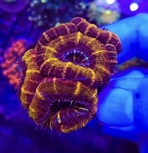 Wysiwyg live coral acan - ,