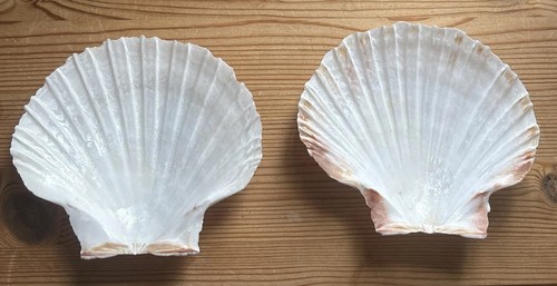 Shell soap dish - shell,